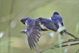 <p>VLAŠTOVKA OBECNÁ (Hirundo rustica) /Barn swallow – Rauchschwalbe/</p>